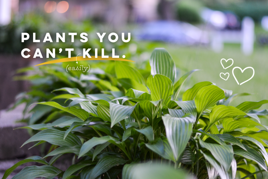 Landscaping Plants You Can't (Easily) Kill Boom Brothers WI